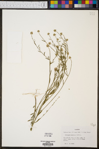 Polygala mariana image