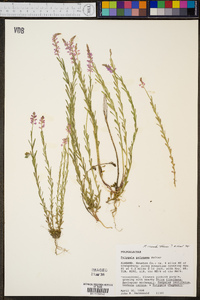 Polygala crenata image