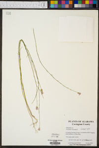 Polygala incarnata image