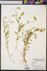 Polygala lutea image