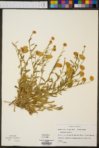 Polygala lutea image