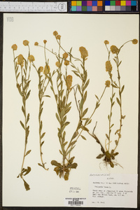 Polygala lutea image