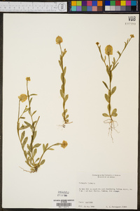 Polygala lutea image