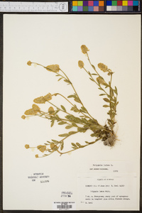 Polygala lutea image