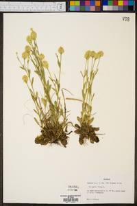 Polygala lutea image