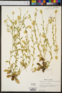 Polygala lutea image