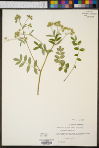 Polemonium reptans var. reptans image