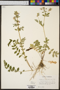 Polemonium reptans image