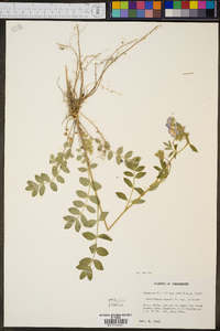 Polemonium reptans var. villosum image