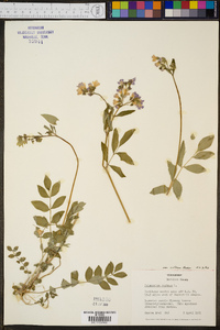 Polemonium reptans var. villosum image