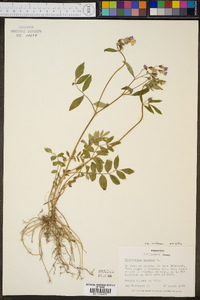 Polemonium reptans image