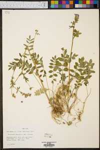 Polemonium reptans var. villosum image