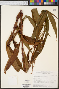 Polygonum densiflorum image