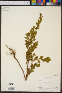 Polygonum erectum image