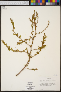 Polygonum erectum image