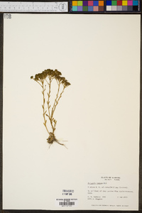 Polygala ramosa image