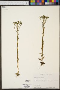 Polygala ramosa image