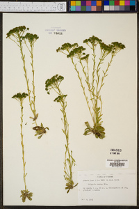 Polygala ramosa image