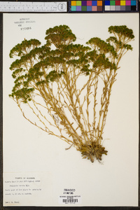 Polygala ramosa image