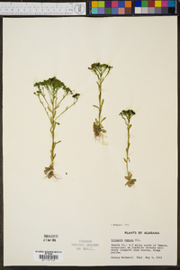 Polygala ramosa image