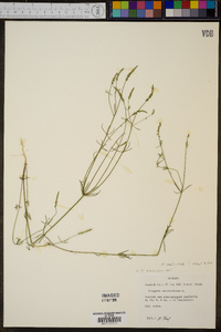 Polygala verticillata image