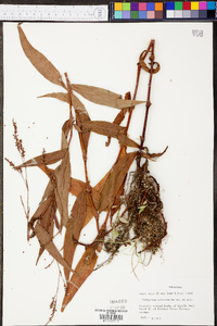 Polygonum setaceum image