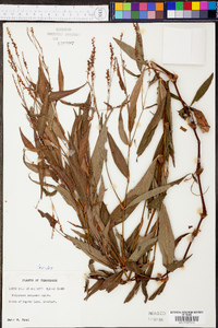 Polygonum setaceum image