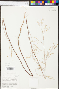 Polygonella gracilis image