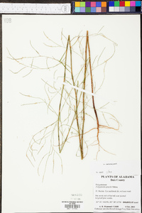 Polygonella gracilis image