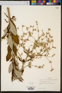 Eriogonum harperi image