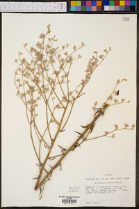 Eriogonum harperi image