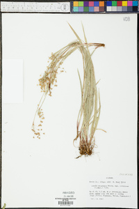 Luzula acuminata image