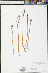 Corallorhiza wisteriana image