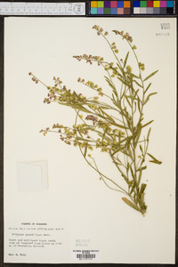 Asemeia grandiflora image