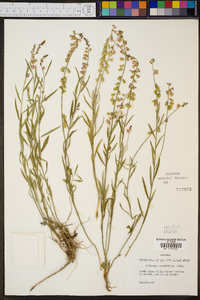 Polygala grandiflora image