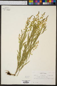 Asemeia grandiflora image