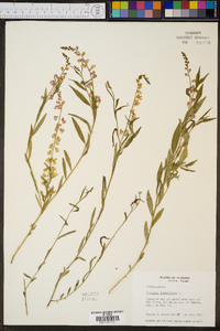 Asemeia grandiflora image