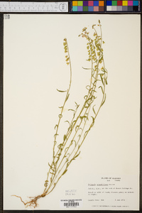 Polygala grandiflora image