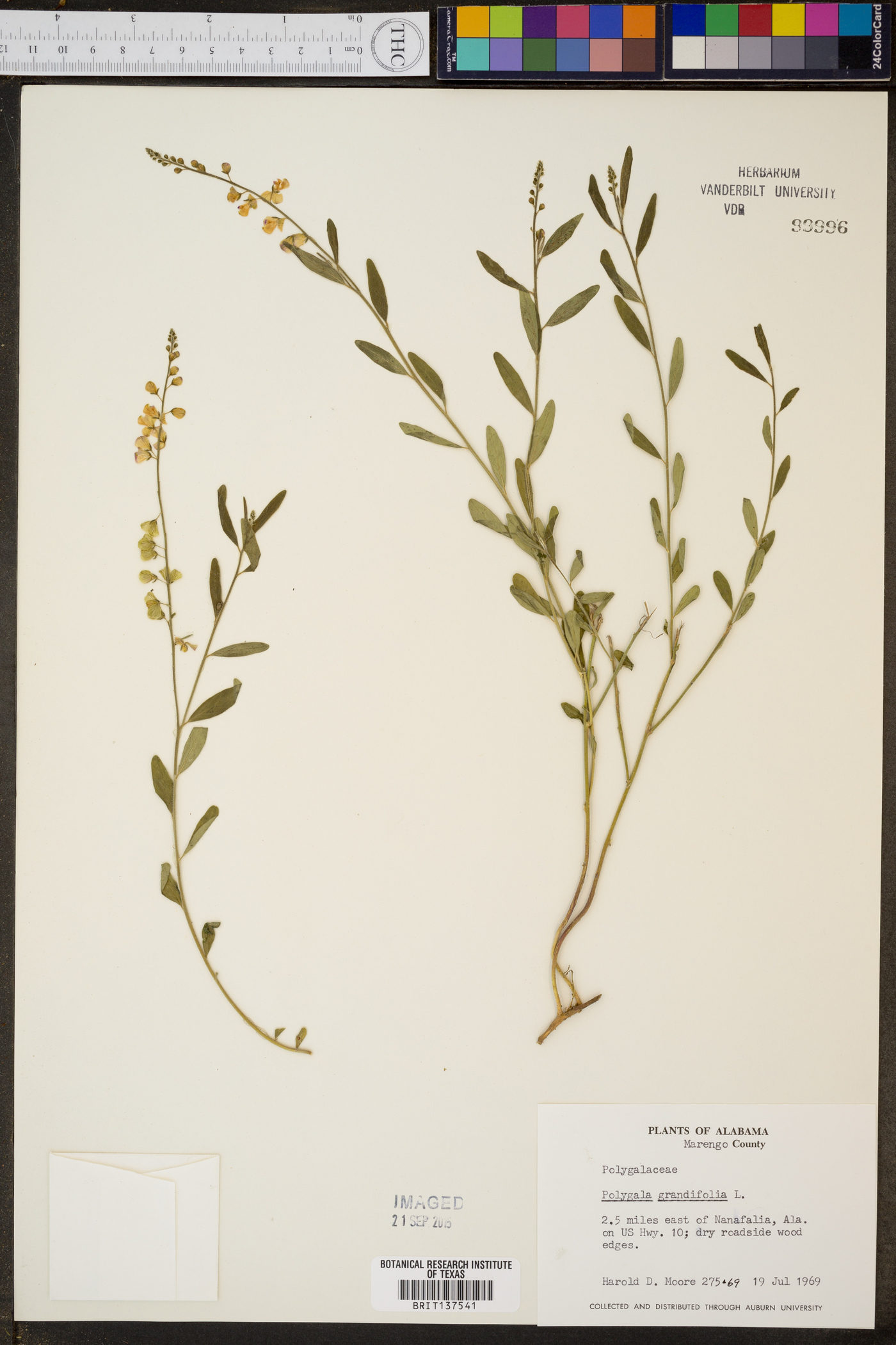 Polygala grandifolia image