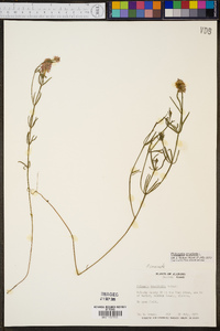 Polygala cruciata image