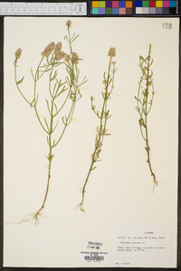 Polygala cruciata image