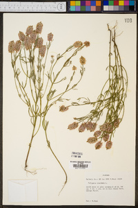 Polygala cruciata image