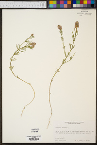 Polygala cruciata image