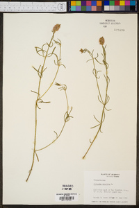 Polygala cruciata image