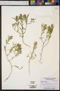 Polygala cruciata image