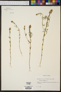 Polygala cruciata image