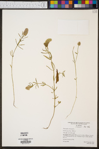 Polygala cruciata image