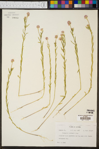 Polygala curtissii image