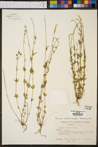 Polygala boykinii image