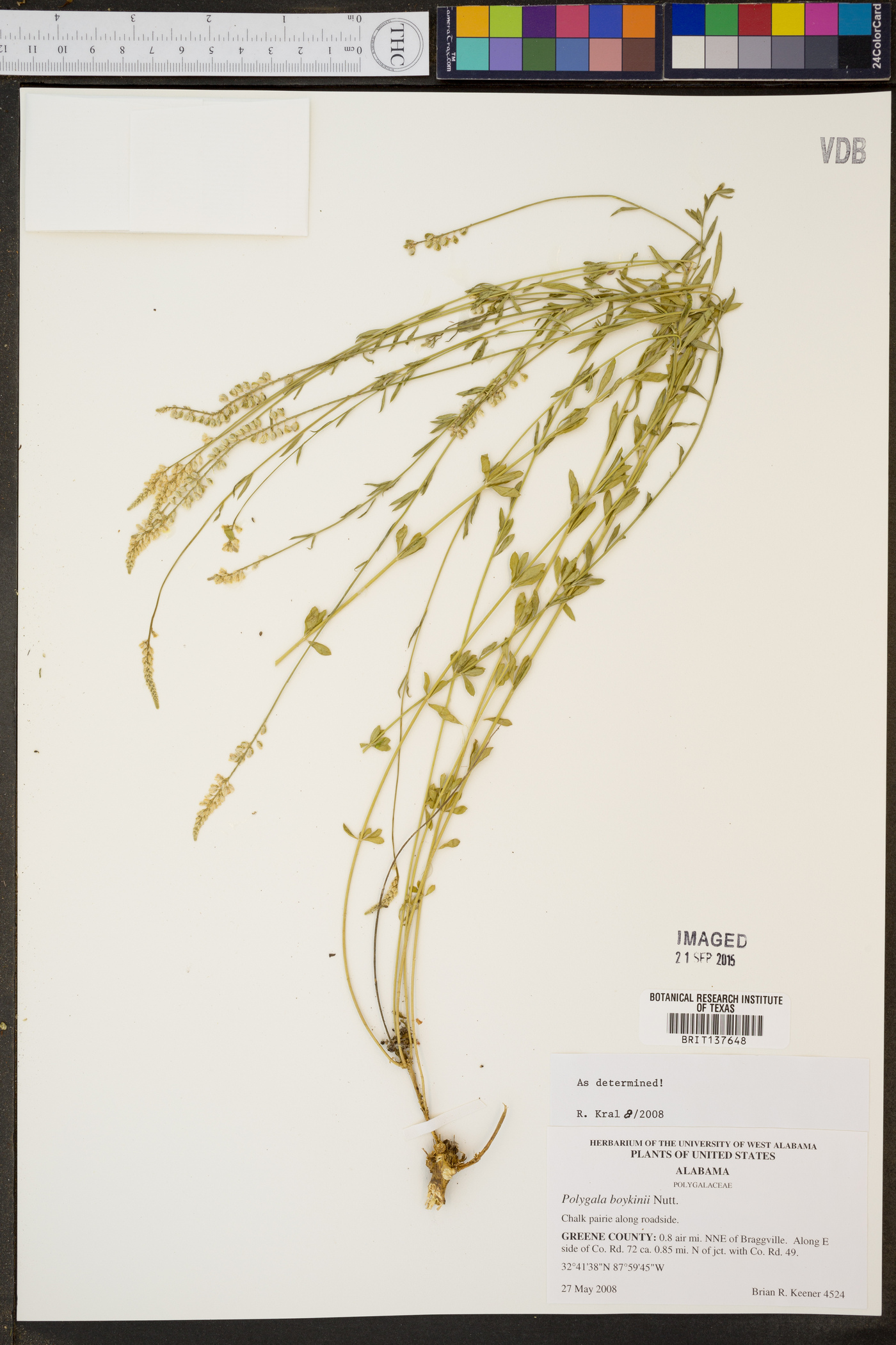 Polygala boykinii image